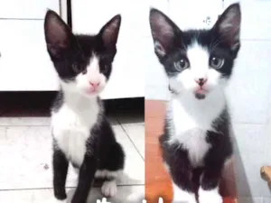 Gato raça SRD - Frajolinha idade 2 a 6 meses nome Pitoquinhos