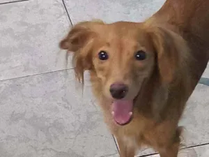 Cachorro raça Basset com poodle idade 4 anos nome Mel