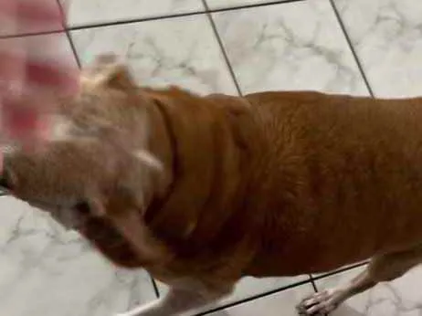 Cachorro ra a SRD-ViraLata idade 6 ou mais anos nome Popó GratificaR$4mil