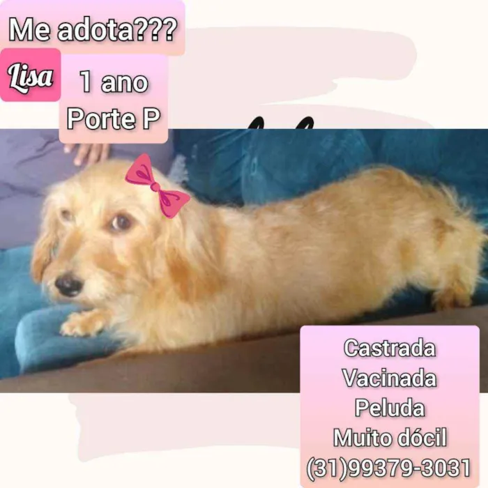 Cachorro raça SRD idade 1 ano nome Lisa