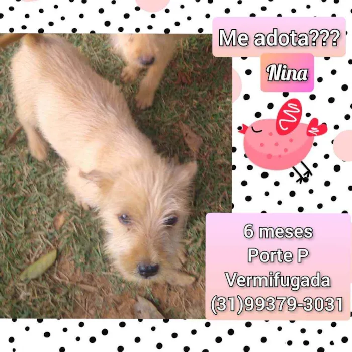 Cachorro raça SRD idade 2 a 6 meses nome Nina