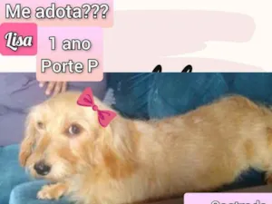 Cachorro raça SRD idade 1 ano nome Lisa