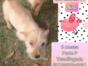 Cachorro raça SRD idade 2 a 6 meses nome Nina