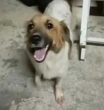 Cachorro ra a Indefinida idade 2 a 6 meses nome Mel