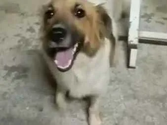 Cachorro ra a Indefinida idade 2 a 6 meses nome Mel