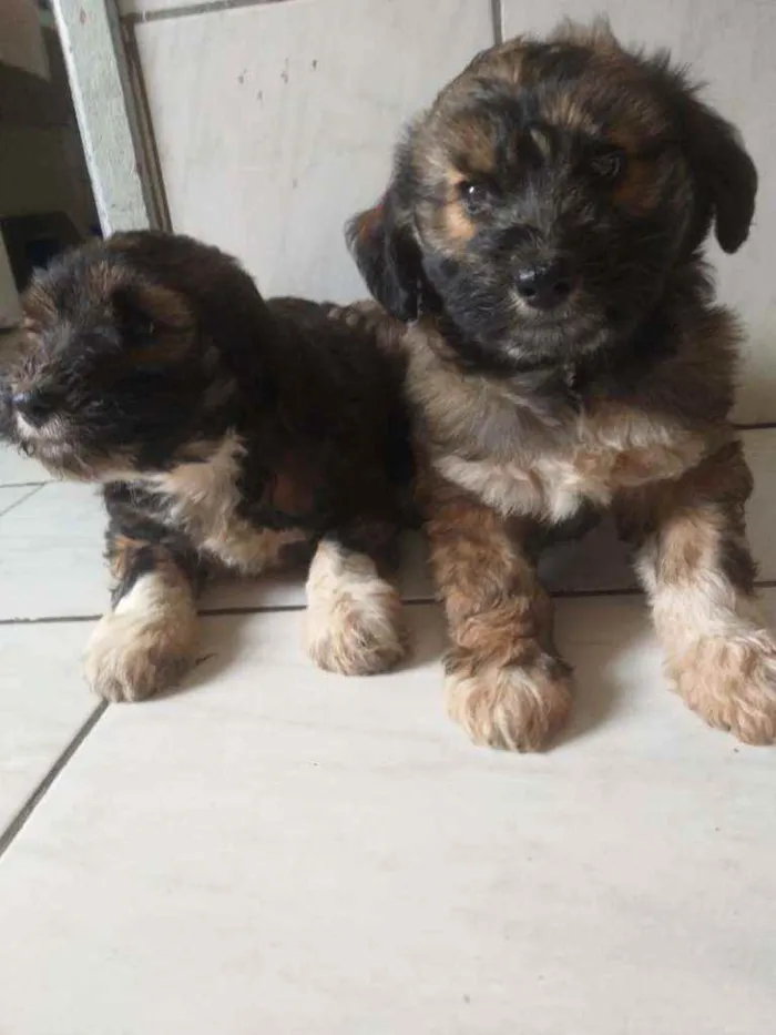 Cachorro ra a Mestiço  idade Abaixo de 2 meses nome Sem nome 