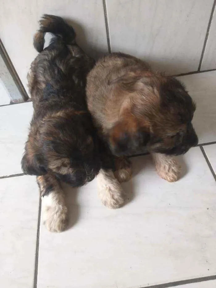 Cachorro ra a Mestiço  idade Abaixo de 2 meses nome Sem nome 