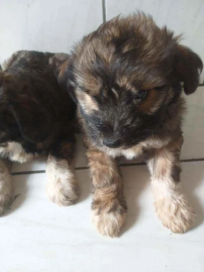 Cachorro ra a Mestiço  idade Abaixo de 2 meses nome Sem nome 