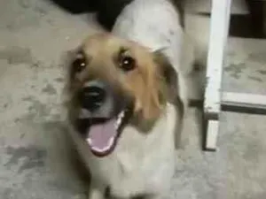 Cachorro raça Indefinida idade 2 a 6 meses nome Mel