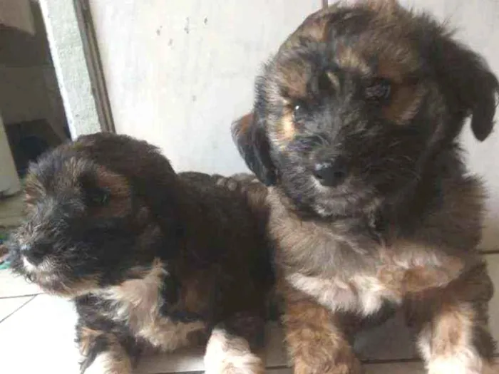 Cachorro ra a Mestiço  idade Abaixo de 2 meses nome Sem nome 