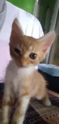 Alemão