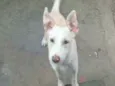 Kiane