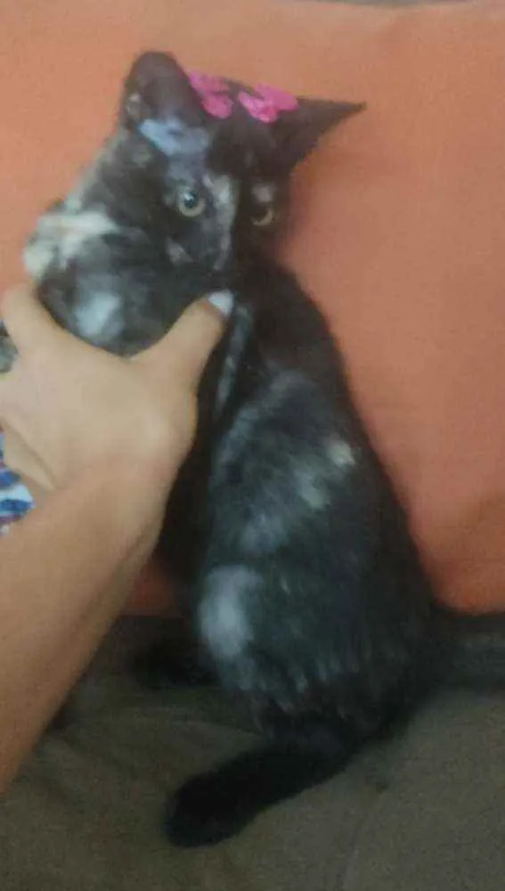 Gato raça Vira lata idade 2 a 6 meses nome Moon