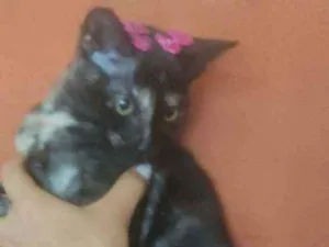 Gato raça Vira lata idade 2 a 6 meses nome Moon