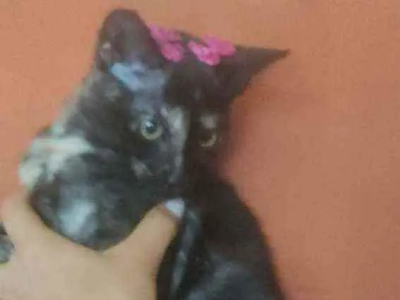 Gato raça Vira lata idade 2 a 6 meses nome Moon