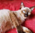 Gato raça SRD idade 2 a 6 meses nome TITO SIAMÊS