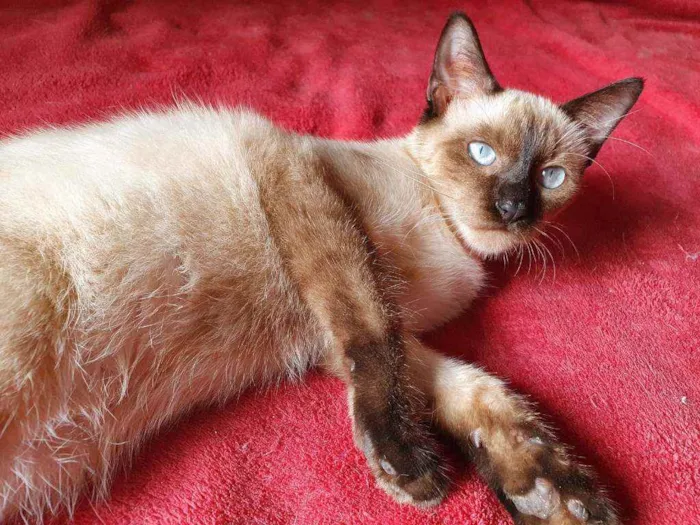 Gato raça SRD idade 2 a 6 meses nome TITO SIAMÊS