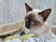 Gato raça SRD idade 2 a 6 meses nome TITO SIAMÊS