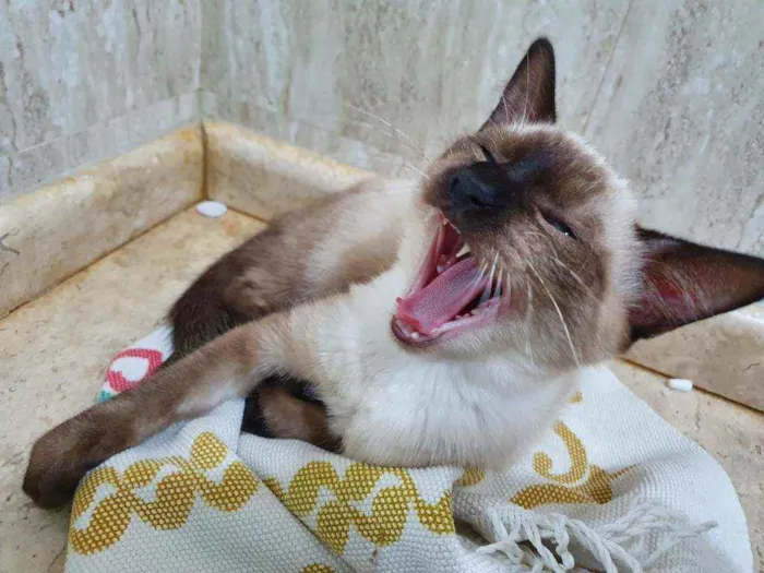 Gato raça SRD idade 2 a 6 meses nome TITO SIAMÊS