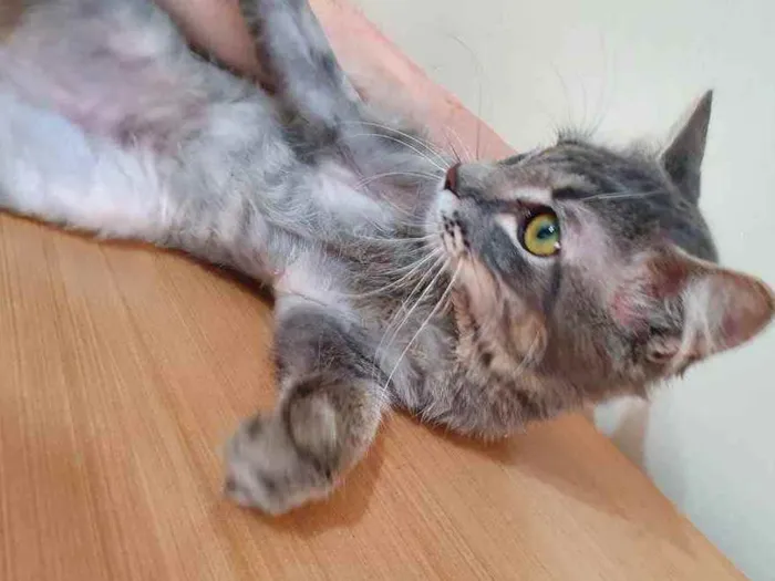 Gato raça SRD idade 2 a 6 meses nome PABLO AZUL