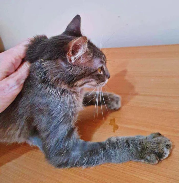 Gato raça SRD idade 2 a 6 meses nome PABLO AZUL