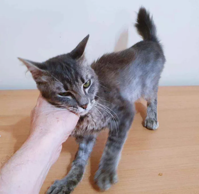 Gato raça SRD idade 2 a 6 meses nome PABLO AZUL