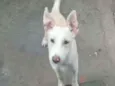 Kiane