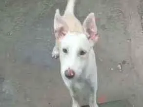 Cachorro raça Misturada idade 7 a 11 meses nome Kiane