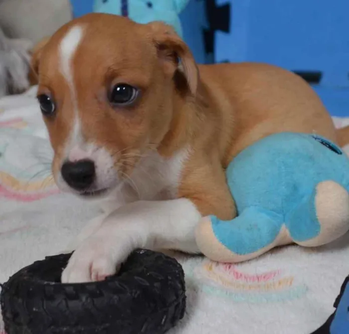 Cachorro ra a  idade Abaixo de 2 meses nome Não sei 