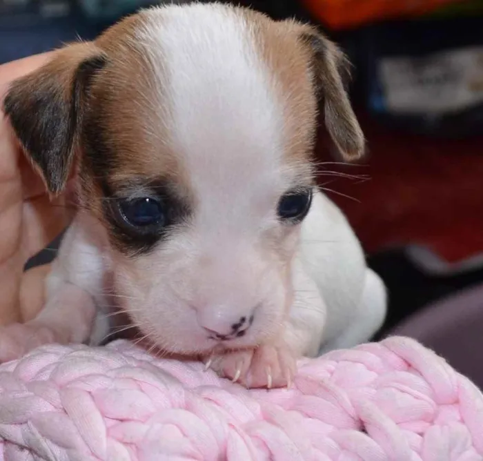 Cachorro ra a  idade Abaixo de 2 meses nome Não sei 