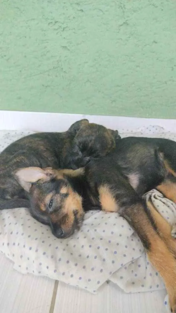 Cachorro ra a  idade Abaixo de 2 meses nome Não sei 