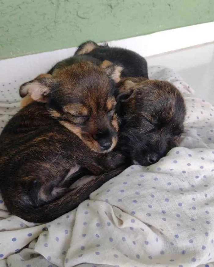 Cachorro ra a  idade Abaixo de 2 meses nome Não sei 