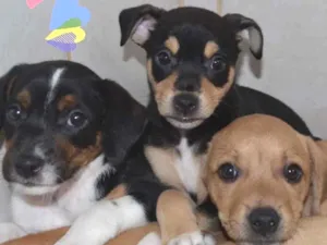 Cachorro raça  idade Abaixo de 2 meses nome Não sei 