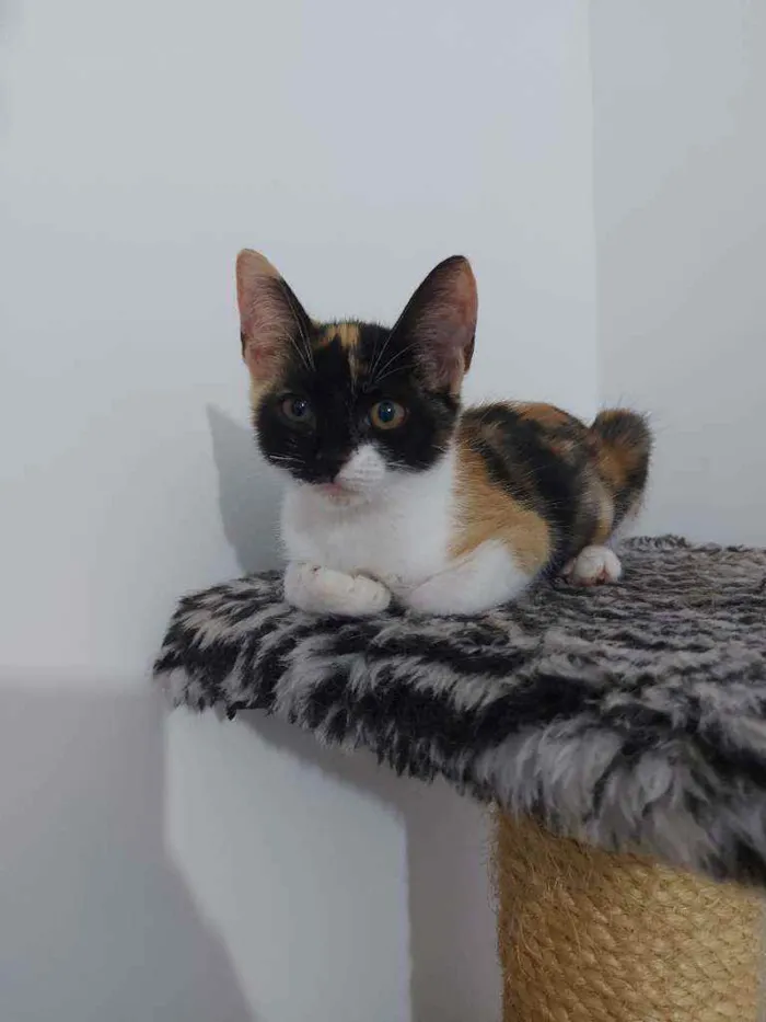 Gato raça Sem raça definida  idade 2 a 6 meses nome Lila