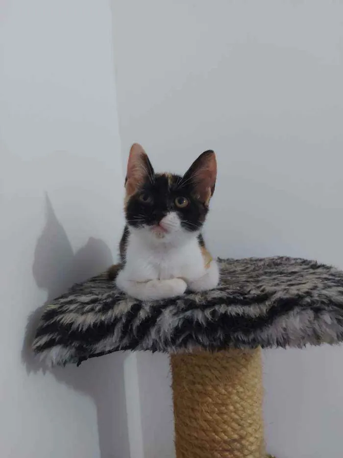 Gato raça Sem raça definida  idade 2 a 6 meses nome Lila