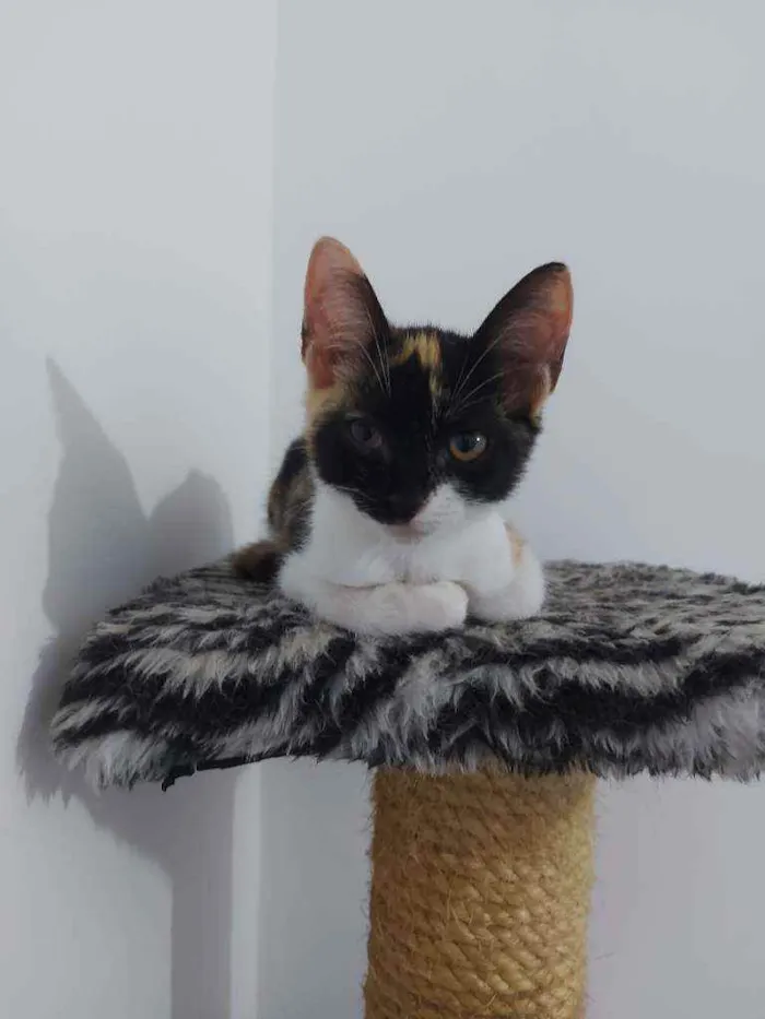 Gato raça Sem raça definida  idade 2 a 6 meses nome Lila