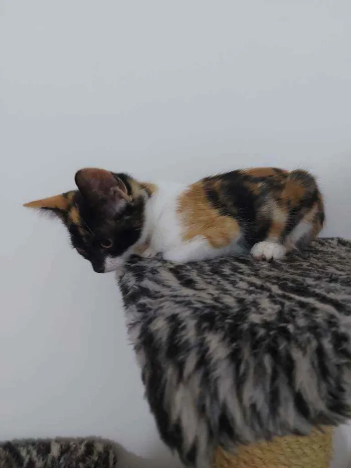 Gato raça Sem raça definida  idade 2 a 6 meses nome Lila