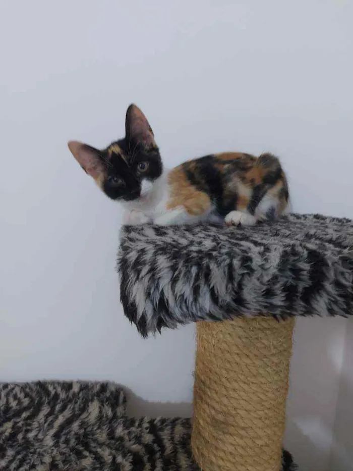 Gato raça Sem raça definida  idade 2 a 6 meses nome Lila