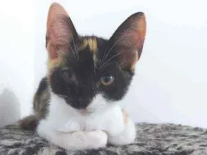 Gato raça Sem raça definida  idade 2 a 6 meses nome Lila