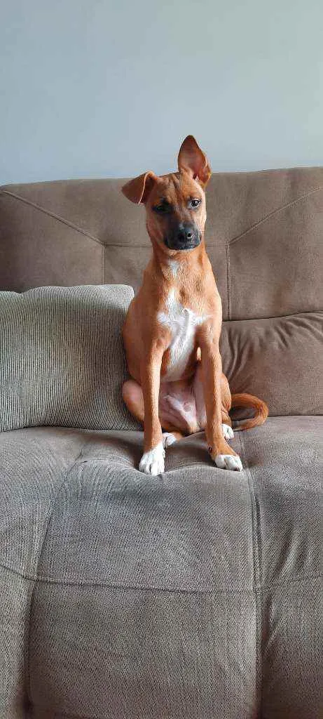 Cachorro raça SRD idade 7 a 11 meses nome Ravi