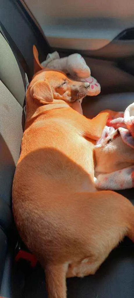 Cachorro raça SRD idade 7 a 11 meses nome Ravi