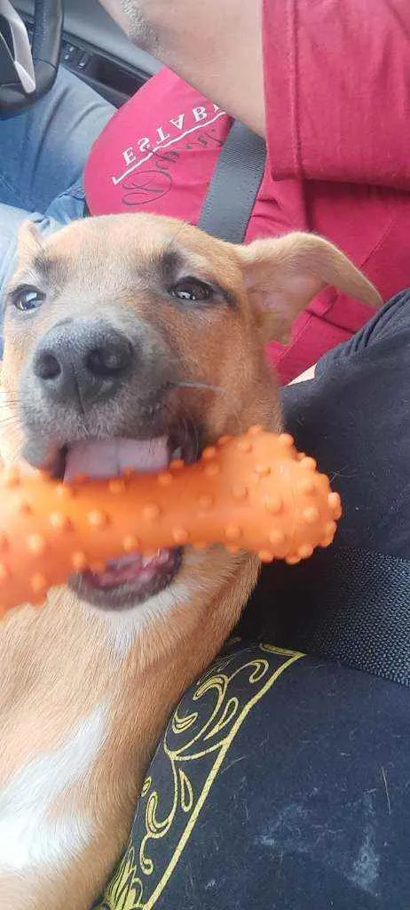 Cachorro raça SRD idade 7 a 11 meses nome Ravi