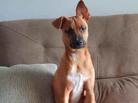 Cachorro raça SRD idade 7 a 11 meses nome Ravi