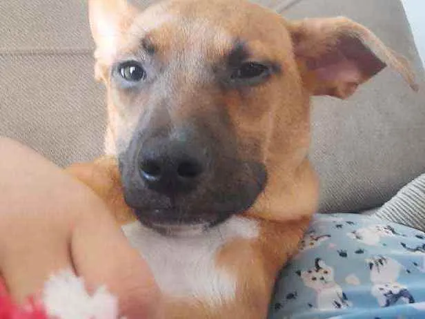 Cachorro raça SRD idade 7 a 11 meses nome Ravi