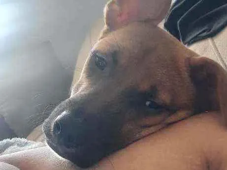 Cachorro raça SRD idade 7 a 11 meses nome Ravi