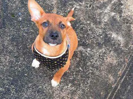 Cachorro raça SRD idade 7 a 11 meses nome Ravi