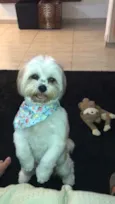 Teddy