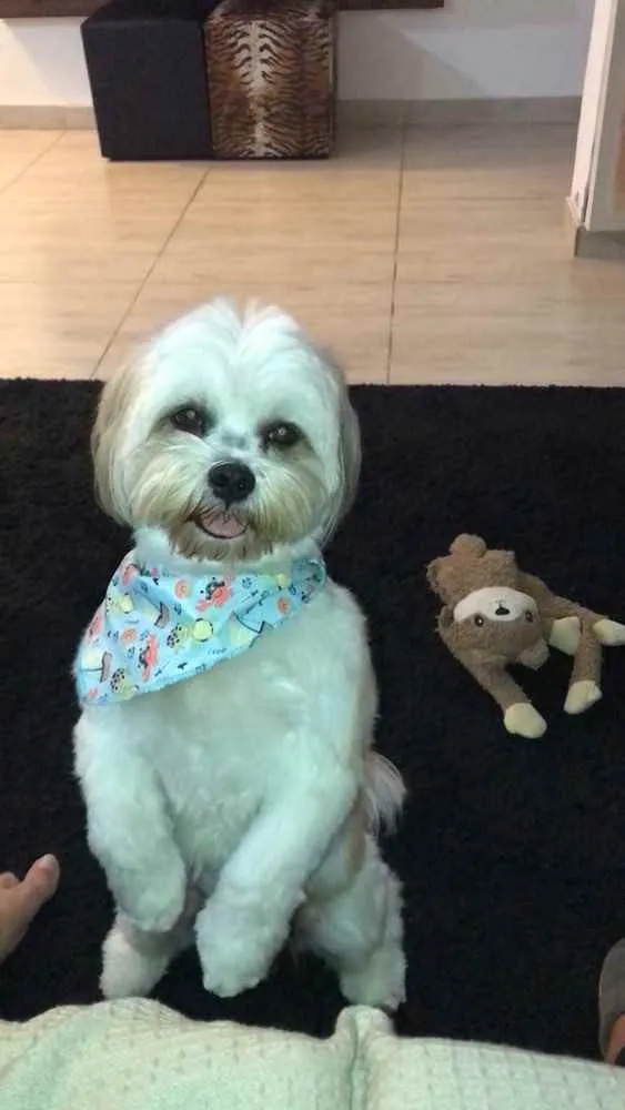 Cachorro ra a Lhasa Apso idade 6 ou mais anos nome Teddy