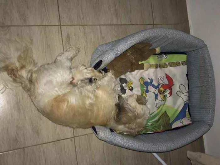 Cachorro ra a Lhasa Apso idade 6 ou mais anos nome Teddy