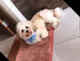Teddy